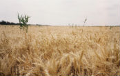 Agriland 2000 Europe