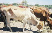 Agriland 2000 Australia