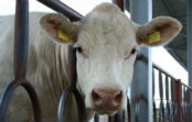 AG Management