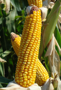 Agriculture Agribusiness Valuation Consultancy
